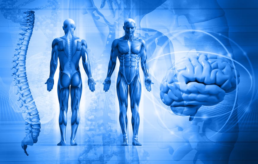 Gân Golgi và Applied Kinesiology: Kiểm soát "công tắc cơ bắp" qua phản xạ thần kinh